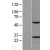 Western Blot: VAPB Lysate [NBL1-17694] - Western Blot experiments. 
Left-Control; Right -Over-expression Lysate for VAPB